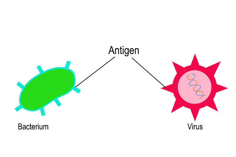 An antigen, a chemical the immune system does not recognize